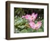 Pink lotus, Bali, Indonesia, Southeast Asia, Asia-Melissa Kuhnell-Framed Photographic Print