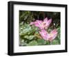 Pink lotus, Bali, Indonesia, Southeast Asia, Asia-Melissa Kuhnell-Framed Photographic Print