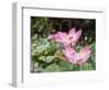 Pink lotus, Bali, Indonesia, Southeast Asia, Asia-Melissa Kuhnell-Framed Photographic Print