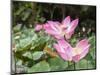 Pink lotus, Bali, Indonesia, Southeast Asia, Asia-Melissa Kuhnell-Mounted Photographic Print