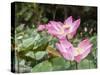 Pink lotus, Bali, Indonesia, Southeast Asia, Asia-Melissa Kuhnell-Stretched Canvas
