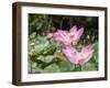 Pink lotus, Bali, Indonesia, Southeast Asia, Asia-Melissa Kuhnell-Framed Photographic Print