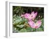 Pink lotus, Bali, Indonesia, Southeast Asia, Asia-Melissa Kuhnell-Framed Photographic Print