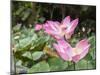 Pink lotus, Bali, Indonesia, Southeast Asia, Asia-Melissa Kuhnell-Mounted Photographic Print