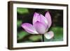 Pink Lotus Blooming and Close-Up Lotus Pond Temple of the Sun, Beijing, China-William Perry-Framed Photographic Print