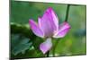 Pink Lotus Blooming Lily Pads Close-Up Lotus Pond Temple of the Sun, Beijing, China-William Perry-Mounted Photographic Print