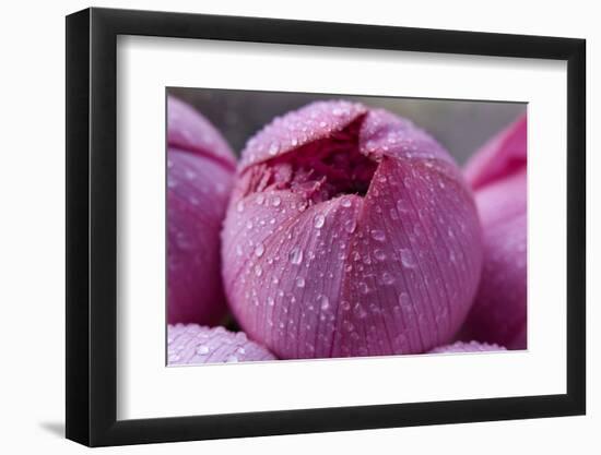 Pink Lotus Blossom Bud with Rain Macro Hong Kong Flower Market-William Perry-Framed Photographic Print