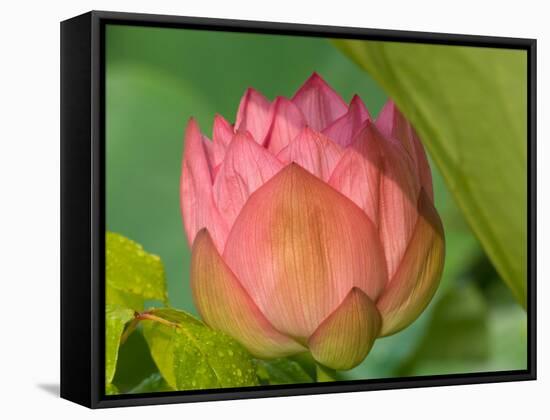 Pink Lotus Blossom, Kenilworth Aquatic Gardens, Washington DC, USA-Corey Hilz-Framed Stretched Canvas