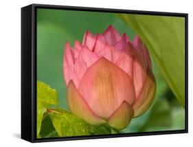 Pink Lotus Blossom, Kenilworth Aquatic Gardens, Washington DC, USA-Corey Hilz-Framed Stretched Canvas