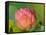 Pink Lotus Blossom, Kenilworth Aquatic Gardens, Washington DC, USA-Corey Hilz-Framed Stretched Canvas