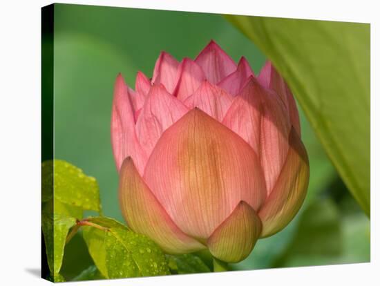 Pink Lotus Blossom, Kenilworth Aquatic Gardens, Washington DC, USA-Corey Hilz-Stretched Canvas