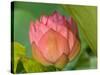 Pink Lotus Blossom, Kenilworth Aquatic Gardens, Washington DC, USA-Corey Hilz-Stretched Canvas
