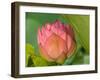 Pink Lotus Blossom, Kenilworth Aquatic Gardens, Washington DC, USA-Corey Hilz-Framed Photographic Print