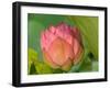 Pink Lotus Blossom, Kenilworth Aquatic Gardens, Washington DC, USA-Corey Hilz-Framed Photographic Print