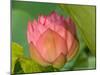 Pink Lotus Blossom, Kenilworth Aquatic Gardens, Washington DC, USA-Corey Hilz-Mounted Photographic Print