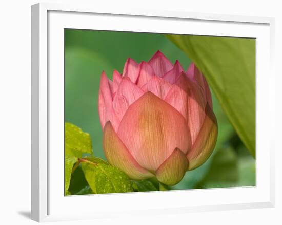 Pink Lotus Blossom, Kenilworth Aquatic Gardens, Washington DC, USA-Corey Hilz-Framed Photographic Print