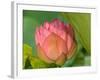 Pink Lotus Blossom, Kenilworth Aquatic Gardens, Washington DC, USA-Corey Hilz-Framed Photographic Print