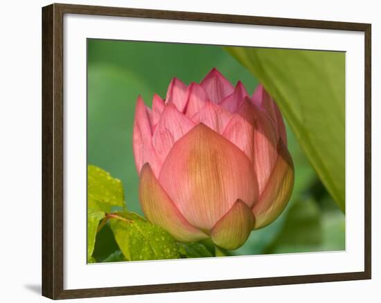 Pink Lotus Blossom, Kenilworth Aquatic Gardens, Washington DC, USA-Corey Hilz-Framed Photographic Print