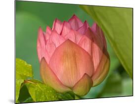 Pink Lotus Blossom, Kenilworth Aquatic Gardens, Washington DC, USA-Corey Hilz-Mounted Photographic Print