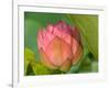 Pink Lotus Blossom, Kenilworth Aquatic Gardens, Washington DC, USA-Corey Hilz-Framed Photographic Print