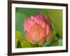 Pink Lotus Blossom, Kenilworth Aquatic Gardens, Washington DC, USA-Corey Hilz-Framed Photographic Print