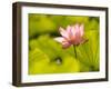 Pink Lotus Blossom, Kenilworth Aquatic Gardens, Washington DC, USA-Corey Hilz-Framed Photographic Print