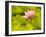 Pink Lotus Blossom, Kenilworth Aquatic Gardens, Washington DC, USA-Corey Hilz-Framed Photographic Print