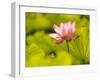 Pink Lotus Blossom, Kenilworth Aquatic Gardens, Washington DC, USA-Corey Hilz-Framed Photographic Print