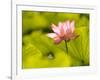 Pink Lotus Blossom, Kenilworth Aquatic Gardens, Washington DC, USA-Corey Hilz-Framed Photographic Print