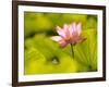 Pink Lotus Blossom, Kenilworth Aquatic Gardens, Washington DC, USA-Corey Hilz-Framed Photographic Print