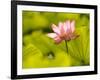 Pink Lotus Blossom, Kenilworth Aquatic Gardens, Washington DC, USA-Corey Hilz-Framed Photographic Print