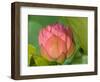 Pink Lotus Blossom, Kenilworth Aquatic Gardens, Washington DC, USA-Corey Hilz-Framed Photographic Print