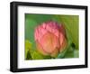 Pink Lotus Blossom, Kenilworth Aquatic Gardens, Washington DC, USA-Corey Hilz-Framed Photographic Print