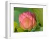 Pink Lotus Blossom, Kenilworth Aquatic Gardens, Washington DC, USA-Corey Hilz-Framed Photographic Print