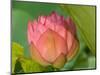Pink Lotus Blossom, Kenilworth Aquatic Gardens, Washington DC, USA-Corey Hilz-Mounted Photographic Print