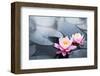 Pink Lotus Blossoms in Pond-null-Framed Art Print