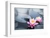 Pink Lotus Blossoms in Pond-null-Framed Art Print