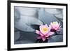 Pink Lotus Blossoms in Pond-null-Framed Art Print