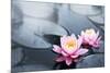 Pink Lotus Blossoms in Pond-null-Mounted Art Print