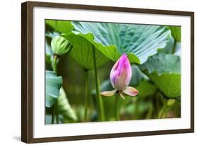 Pink Lotus Bud Lily Pads Close-Up Lotus Pond Temple of the Sun, Beijing, China-William Perry-Framed Photographic Print