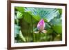 Pink Lotus Bud Lily Pads Close-Up Lotus Pond Temple of the Sun, Beijing, China-William Perry-Framed Photographic Print