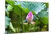 Pink Lotus Bud Lily Pads Close-Up Lotus Pond Temple of the Sun, Beijing, China-William Perry-Mounted Photographic Print