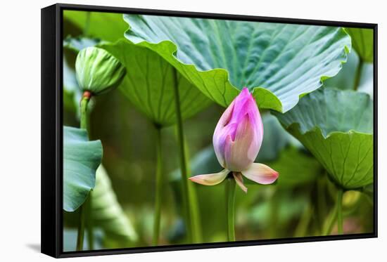 Pink Lotus Bud Lily Pads Close-Up Lotus Pond Temple of the Sun, Beijing, China-William Perry-Framed Stretched Canvas