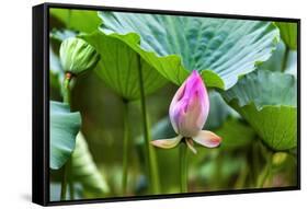 Pink Lotus Bud Lily Pads Close-Up Lotus Pond Temple of the Sun, Beijing, China-William Perry-Framed Stretched Canvas