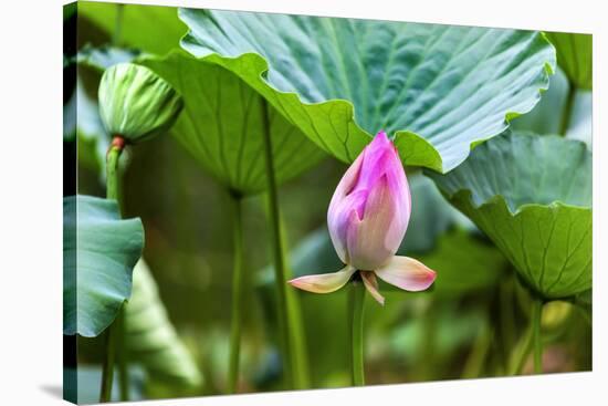 Pink Lotus Bud Lily Pads Close-Up Lotus Pond Temple of the Sun, Beijing, China-William Perry-Stretched Canvas