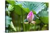 Pink Lotus Bud Lily Pads Close-Up Lotus Pond Temple of the Sun, Beijing, China-William Perry-Stretched Canvas