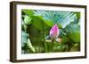 Pink Lotus Bud Lily Pads Close-Up Lotus Pond Temple of the Sun, Beijing, China-William Perry-Framed Photographic Print