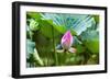 Pink Lotus Bud Lily Pads Close-Up Lotus Pond Temple of the Sun, Beijing, China-William Perry-Framed Photographic Print