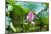 Pink Lotus Bud Lily Pads Close-Up Lotus Pond Temple of the Sun, Beijing, China-William Perry-Mounted Photographic Print