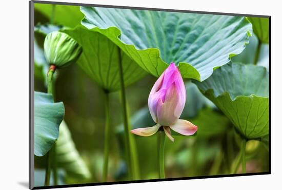 Pink Lotus Bud Lily Pads Close-Up Lotus Pond Temple of the Sun, Beijing, China-William Perry-Mounted Photographic Print